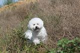 BICHON FRISE 294